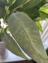 Faux Eucalyptus Spray (set of 4)